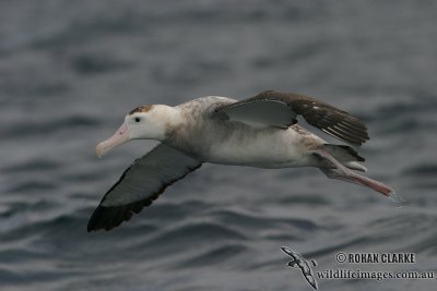 Antipodean Albatross 6972.jpg