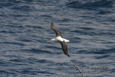 Wandering Albatross 7033.jpg