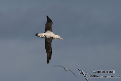 Wandering Albatross 7035.jpg