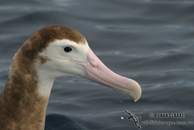 Wandering Albatross 7316.jpg