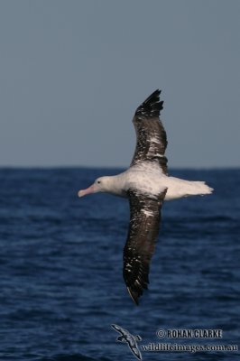 Wandering Albatross 7693.jpg