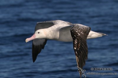 Wandering Albatross 7728.jpg