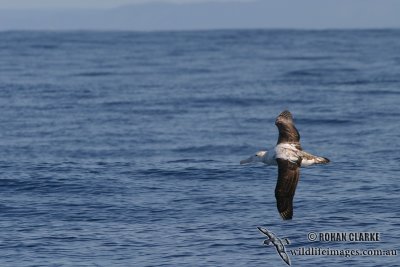 Wandering Albatross 7761.jpg