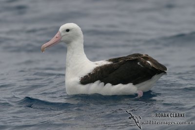 Northern Royal Albatross 3175.jpg