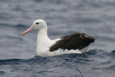 Northern Royal Albatross 3177.jpg
