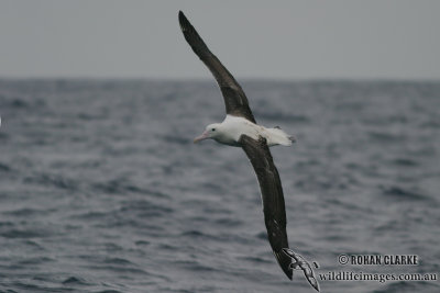 Northern Royal Albatross 4450.jpg