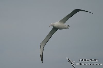Northern Royal Albatross 4454.jpg