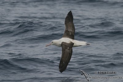 Northern Royal Albatross 4456.jpg