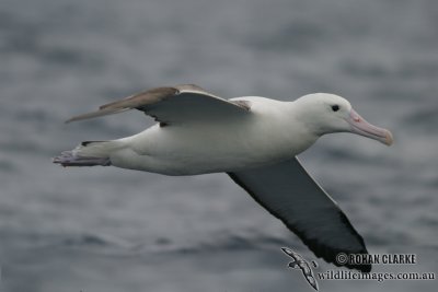 Northern Royal Albatross 4467.jpg