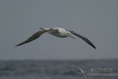 Northern Royal Albatross 4472.jpg