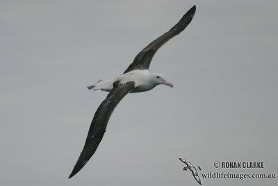 Northern Royal Albatross 4474.jpg
