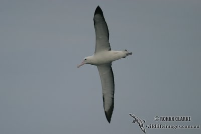 Northern Royal Albatross 4476.jpg