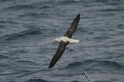 Northern Royal Albatross 4477.jpg
