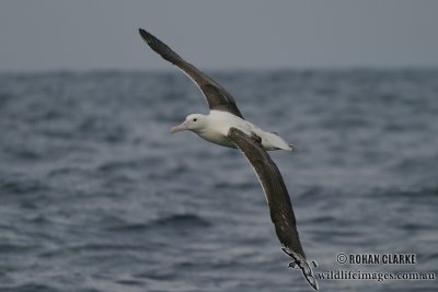 Northern Royal Albatross 4494.jpg