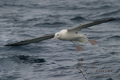 Northern Royal Albatross 4496.jpg