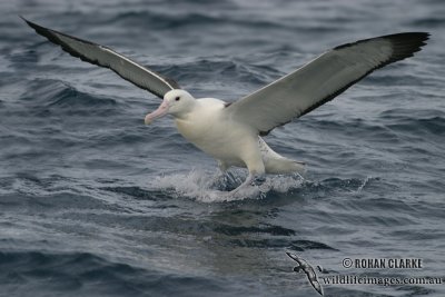 Northern Royal Albatross 4497.jpg