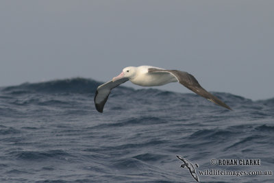 Northern Royal Albatross 4626.jpg