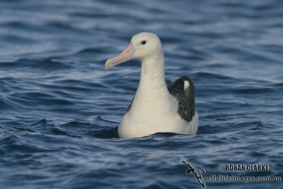 Northern Royal Albatross 4673.jpg