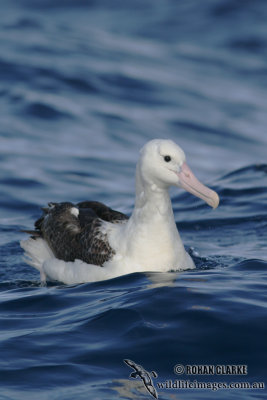 Northern Royal Albatross 4705.jpg