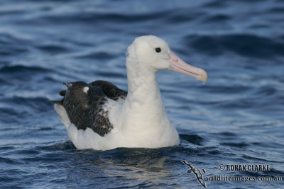Northern Royal Albatross 4718.jpg