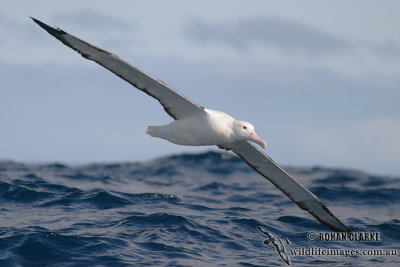 Northern Royal Albatross 5280.jpg