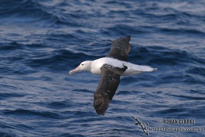 Northern Royal Albatross 5282.jpg