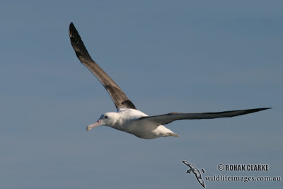Northern Royal Albatross 7711.jpg