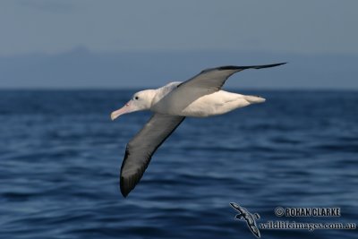 Northern Royal Albatross 7712.jpg