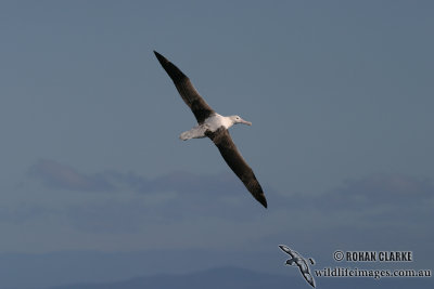 Northern Royal Albatross 7713.jpg