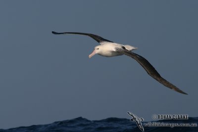 Northern Royal Albatross 7988.jpg