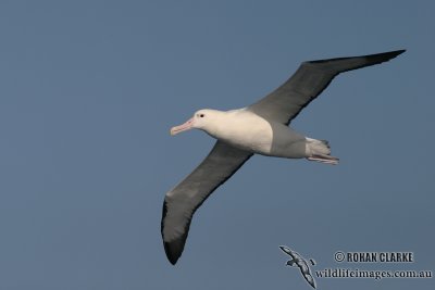 Northern Royal Albatross 7990.jpg
