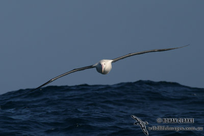 Northern Royal Albatross 7998.jpg