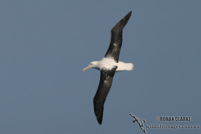 Northern Royal Albatross 7999.jpg