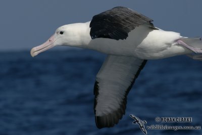 Northern Royal Albatross 8015.jpg