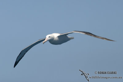 Southern Royal Albatross 0603.jpg