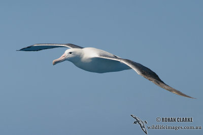 Southern Royal Albatross 0604.jpg