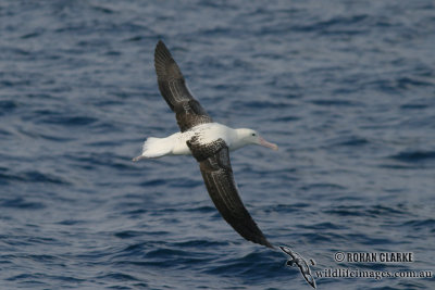 Southern Royal Albatross 4068.jpg