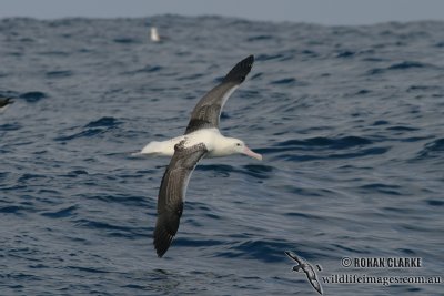 Southern Royal Albatross 4070.jpg