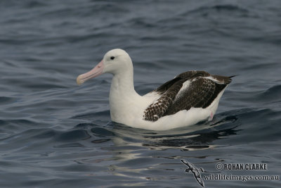 Southern Royal Albatross 4086.jpg