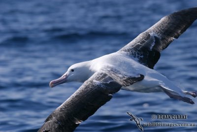 Southern Royal Albatross 7765.jpg