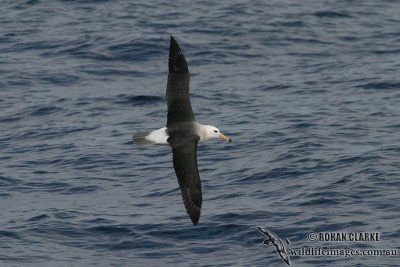 Black-browed Albatross 4297.jpg