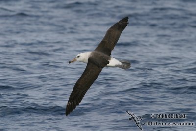 Black-browed Albatross 4308.jpg