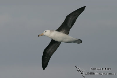 Black-browed Albatross 4633.jpg