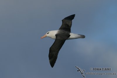 Black-browed Albatross 6995.jpg