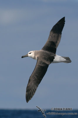 Black-browed Albatross 7359.jpg