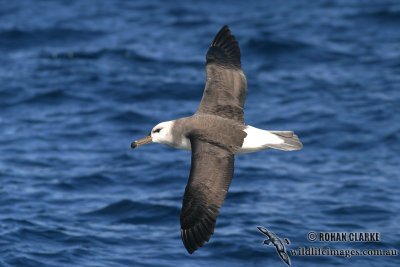 Black-browed Albatross 7361.jpg