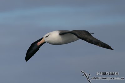 Black-browed Albatross 7390.jpg