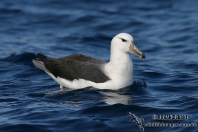 Black-browed Albatross 7398.jpg