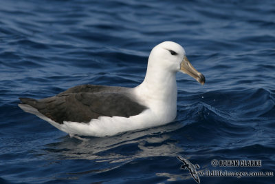 Black-browed Albatross 7400.jpg