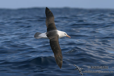 Black-browed Albatross 7412.jpg